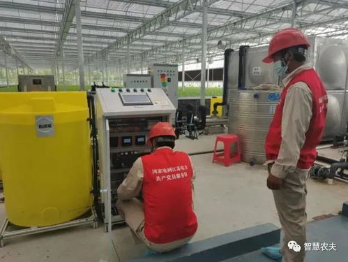 顛覆傳統 信息技術咨詢服務如何賦能LED人工光蔬菜種植園